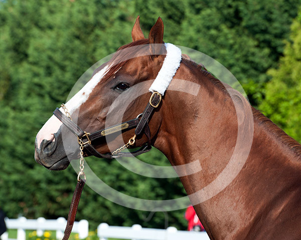 California Chrome