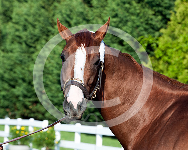 California Chrome