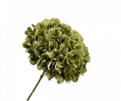 HYDRANGEA STEM GRN -86CM