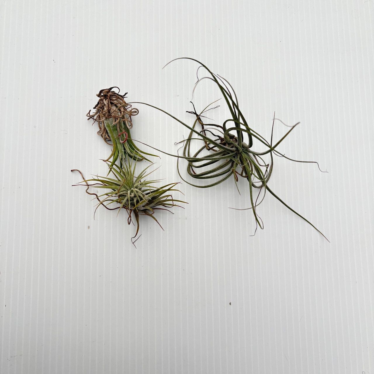 Air Plant, Size: Small