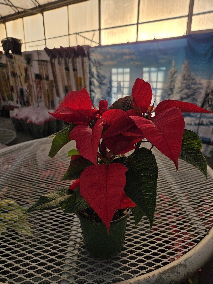 Holiday Poinsettia, Colour: Red, Size: 4&quot;