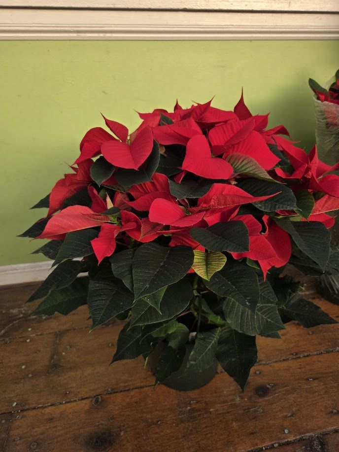 Holiday Poinsettia