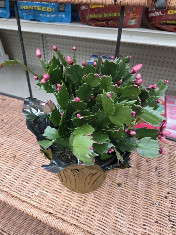 Christmas Cactus