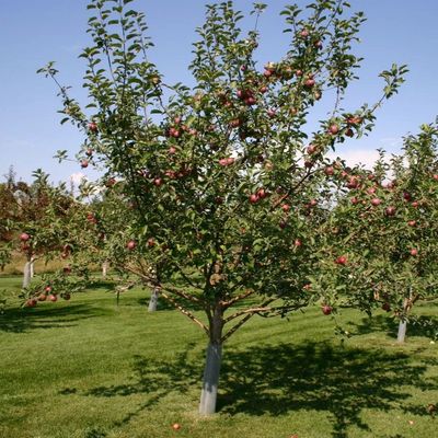 Fruit Trees