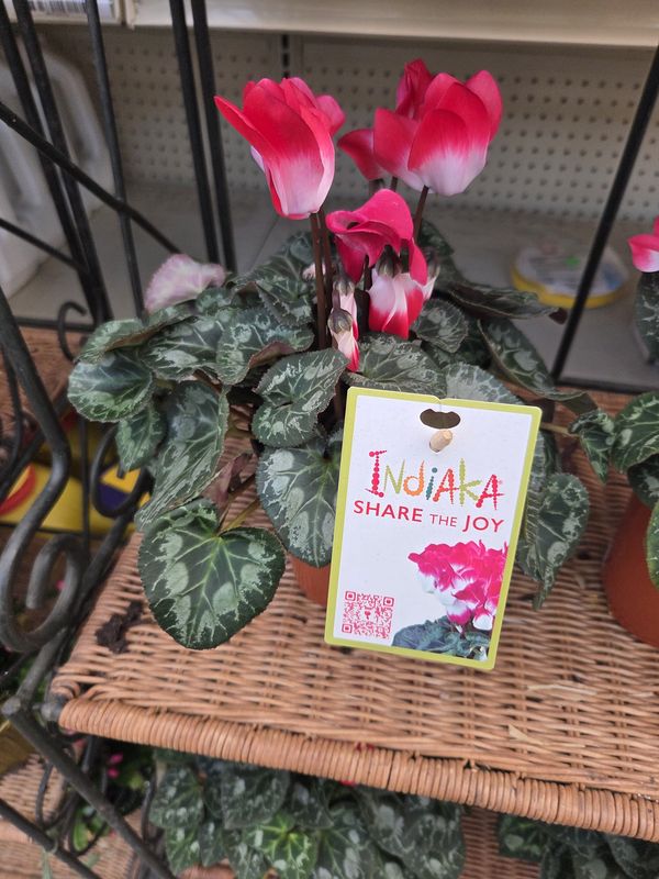 Cyclamen