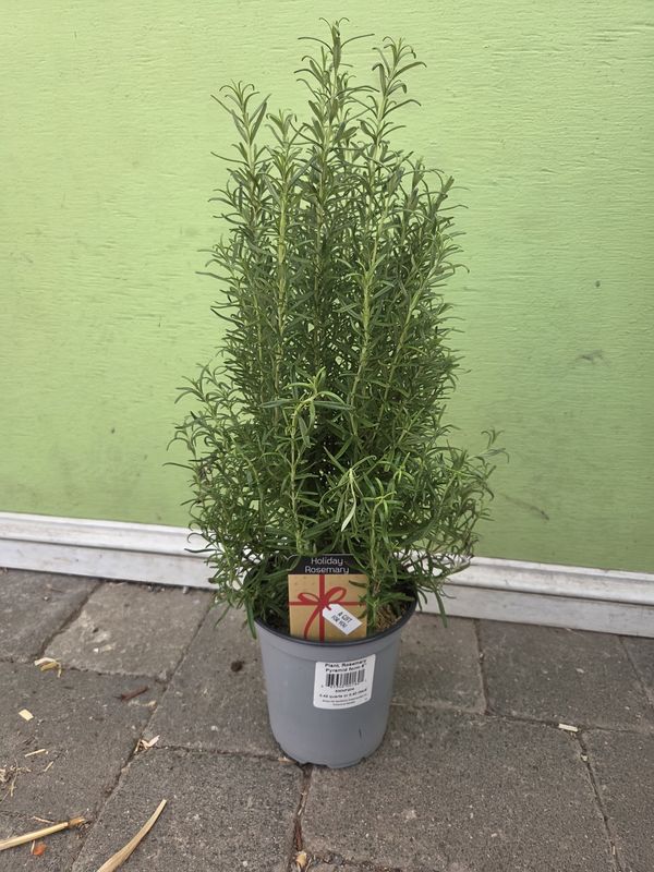Rosemary Plant