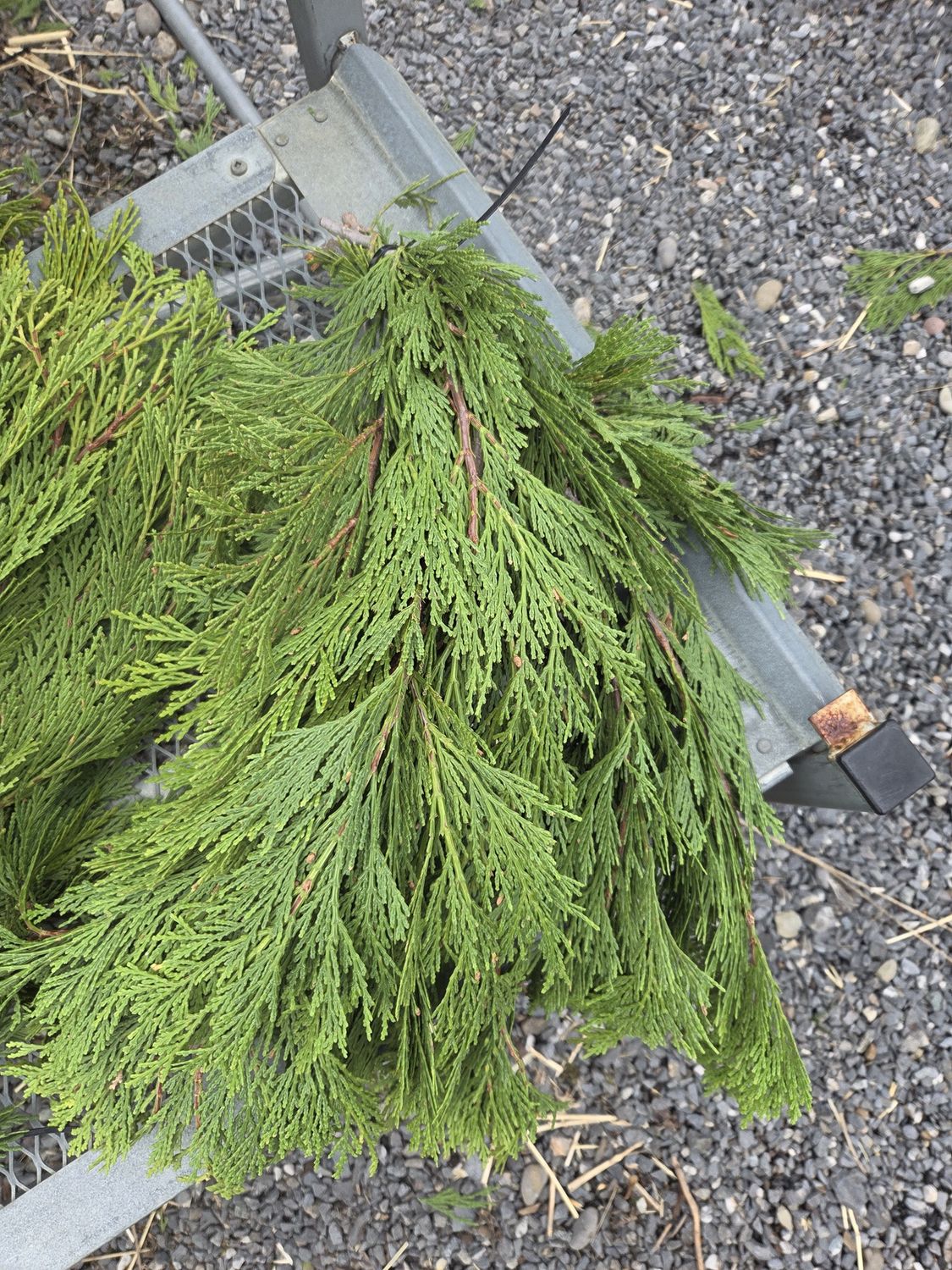 Holiday Bunch Greens