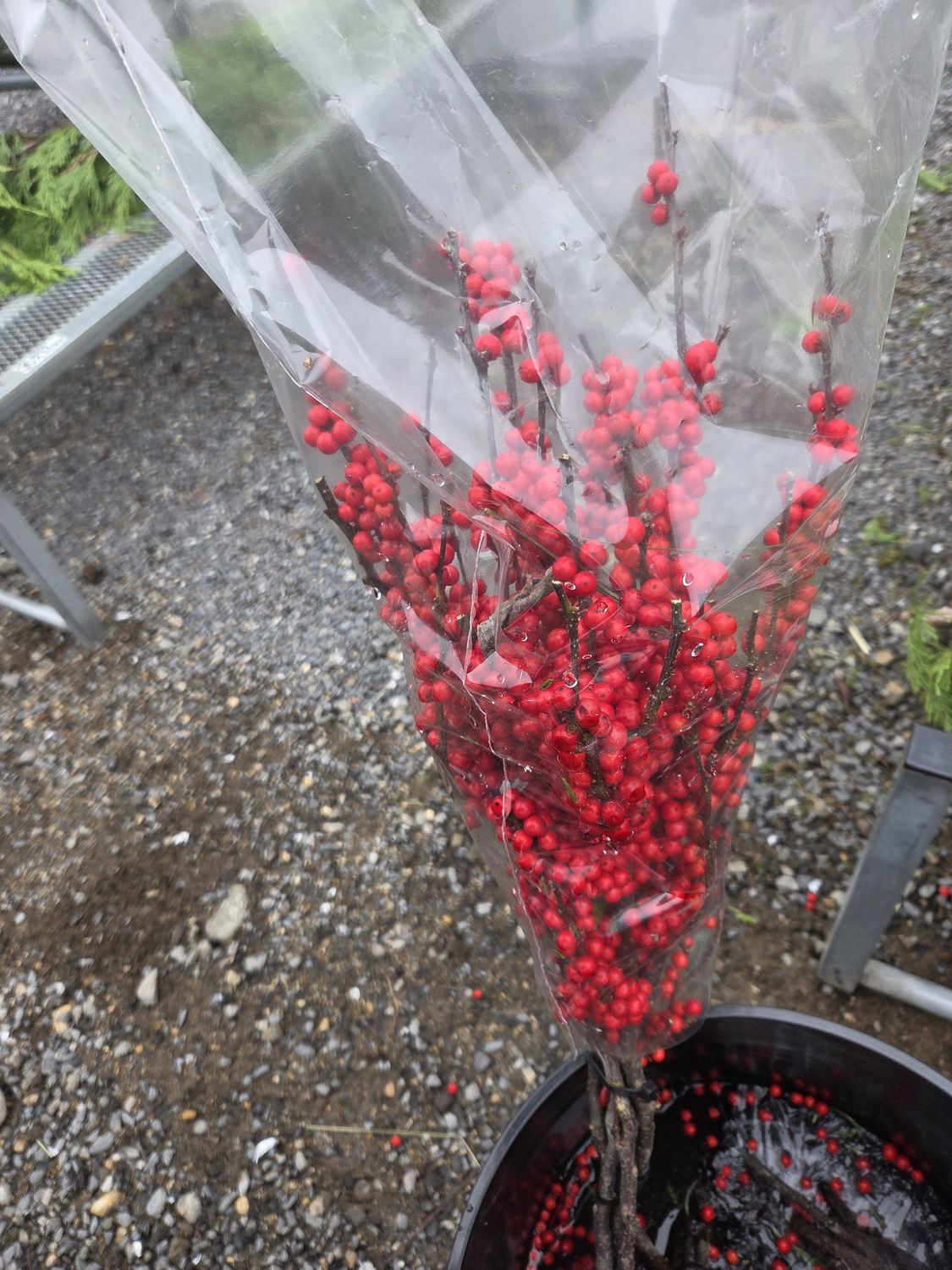 Holiday Bunch Branches, Variety: Winterberry
