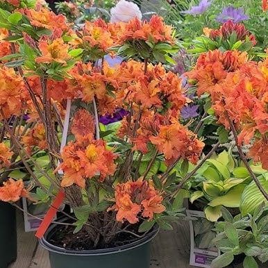 Azaleas, Size: #2, Variety: Gibraltar