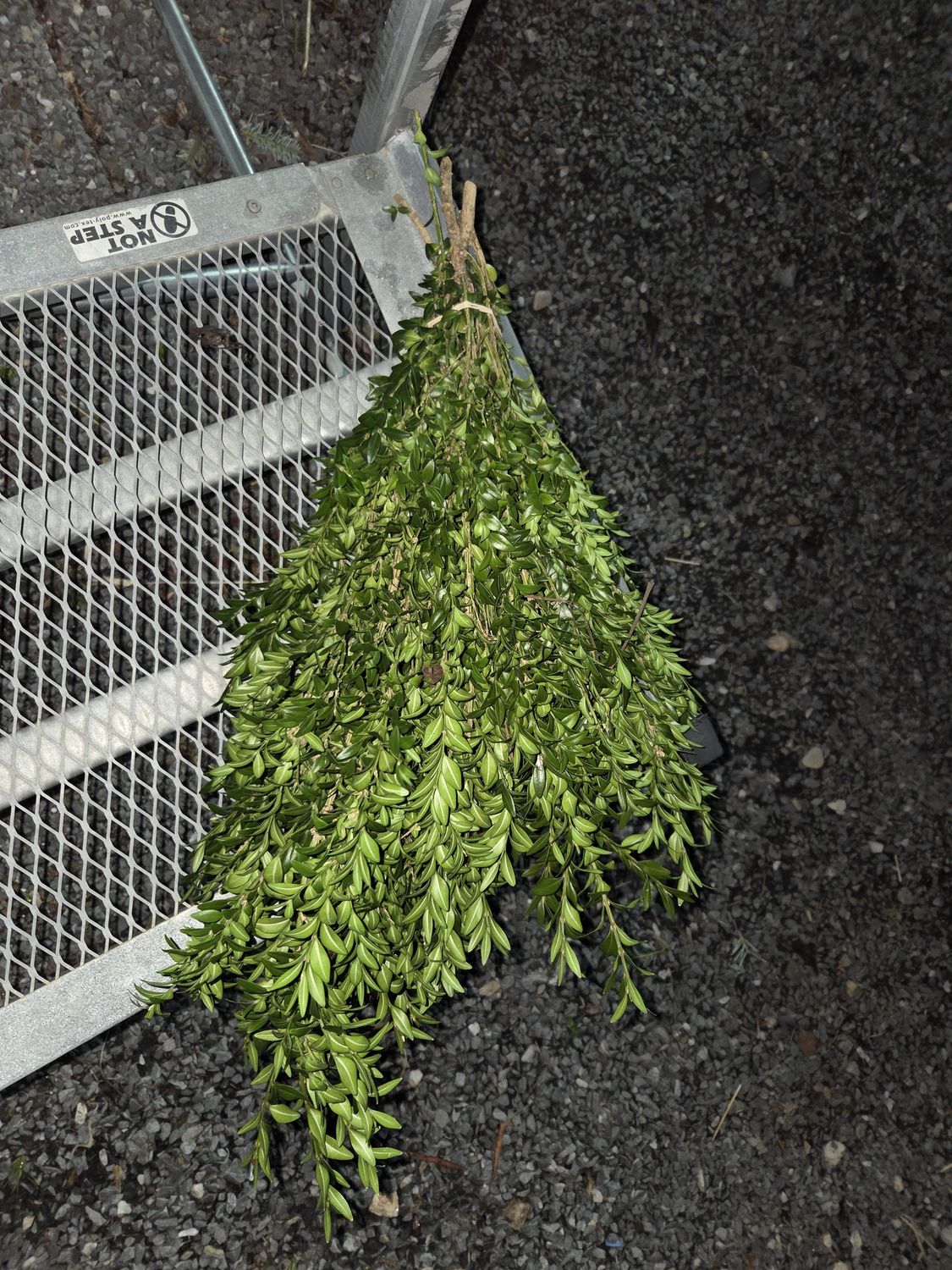Holiday Bunch Greens, Variety: Boxwood