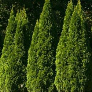 Arborvitae Trees