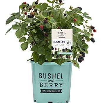 Blackberry Shrubs, Size: #2, Variety: Baby Cakes