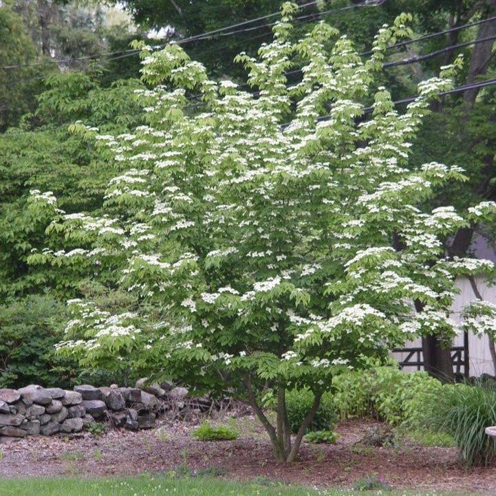 Dogwood Trees