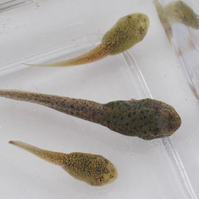 Fish Tadpole