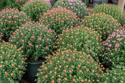 Annuals
