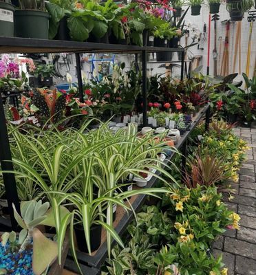 House Plants