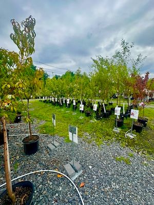 Fruit Trees