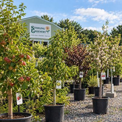 Fruit Trees