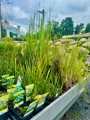 Aquatic Plants