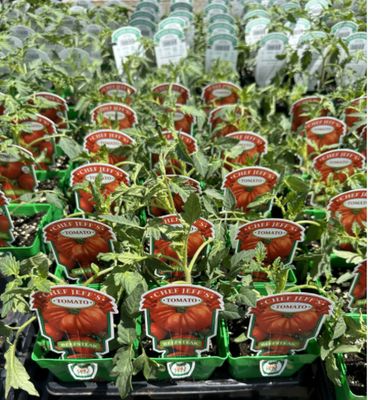 Seedlings &amp; Edibles