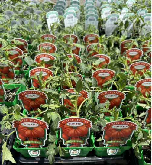 Seedlings &amp; Edibles