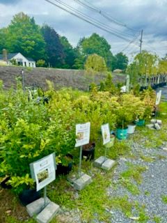 Fruit Bushes
