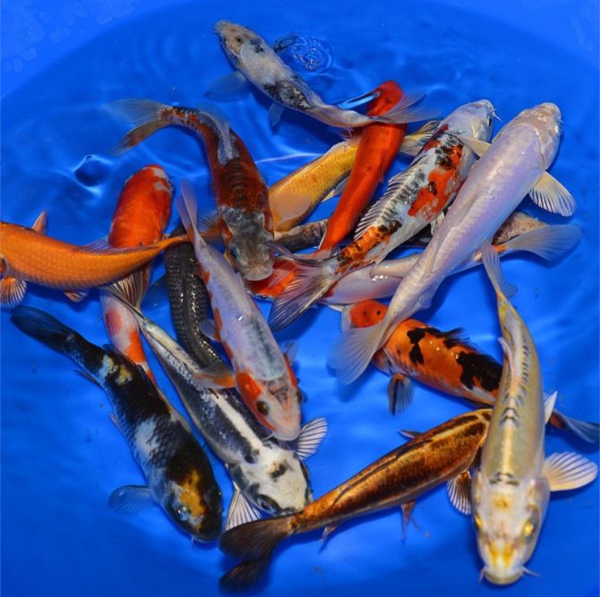 Fish, Snails, Tadpoles