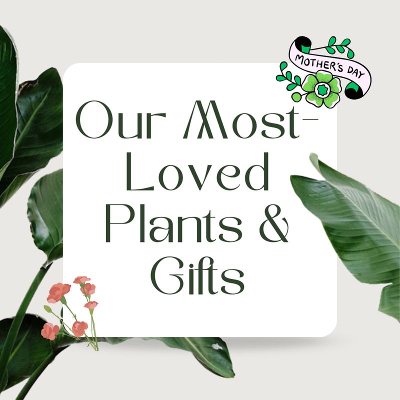 Best Sellers for Mother's Day