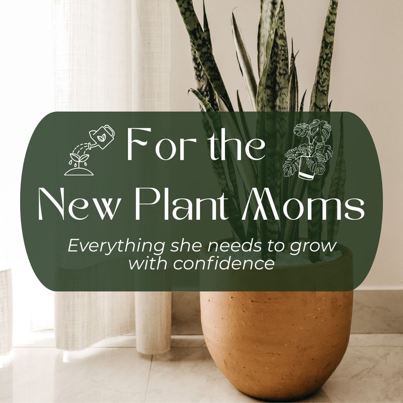 Beginner Plant Moms