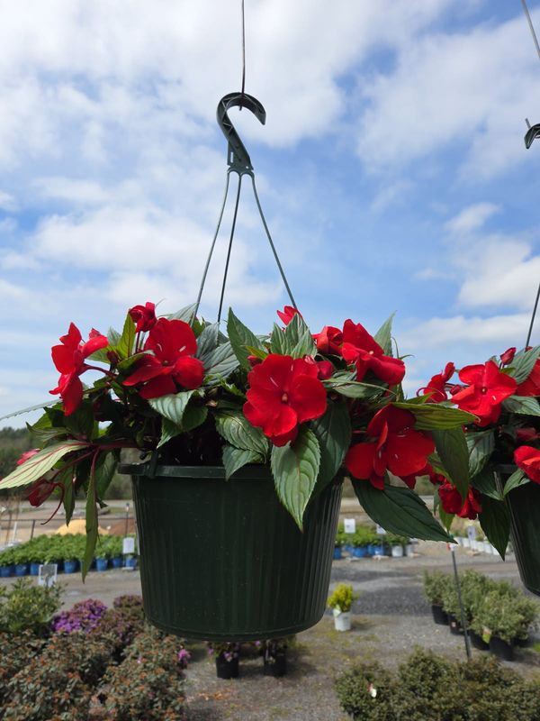 Hanging Basket Special - 2 for $50