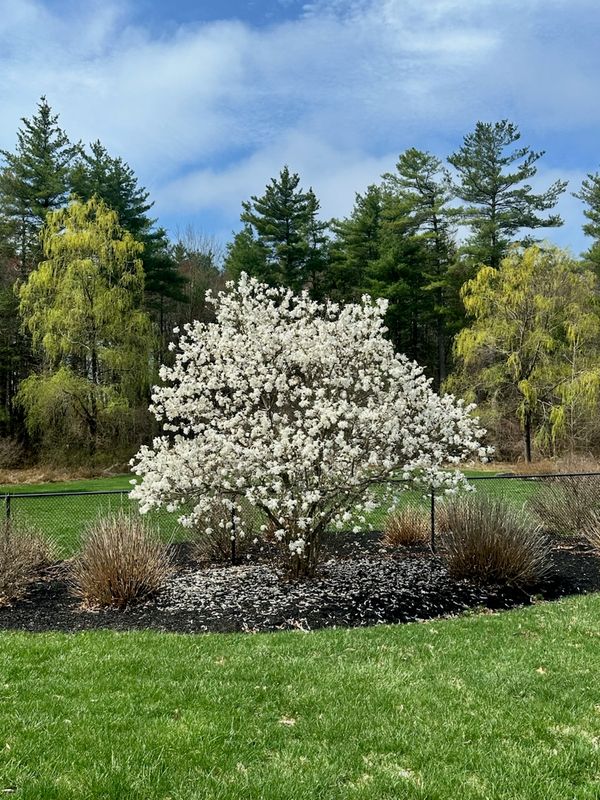 Outdoor Plants, Shrubs, &amp; Trees