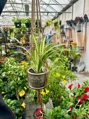 Hanging Pottery, Plant Hangers &amp; Decor