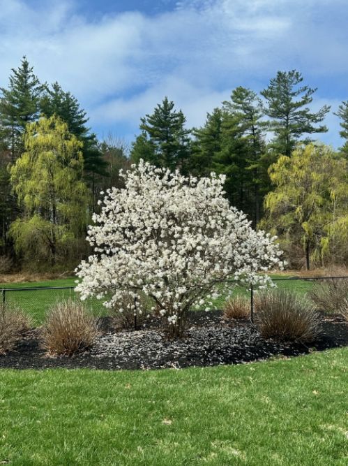 Trees &amp; Fruit Trees