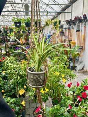 Hanging Pots &amp; Plant Hangers