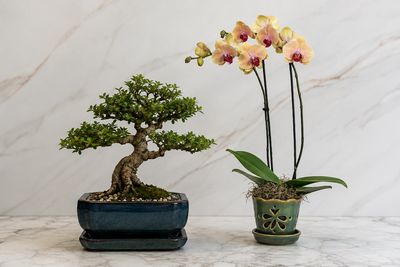 Specialty Pots