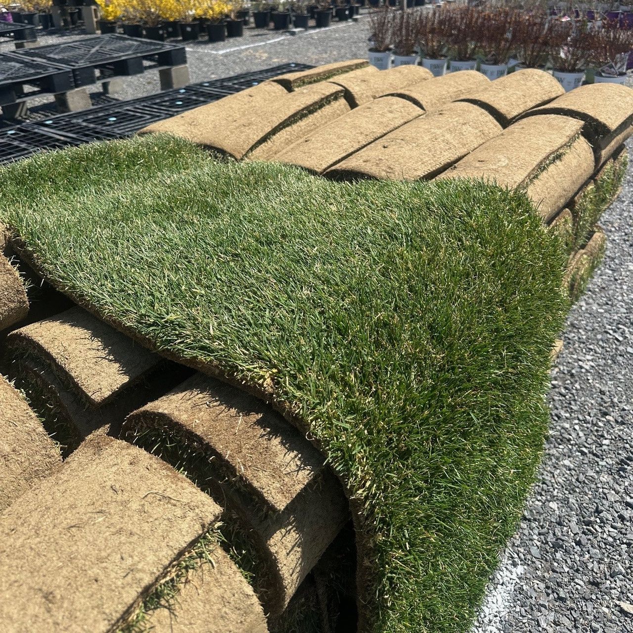 Sod, Size: Single Roll