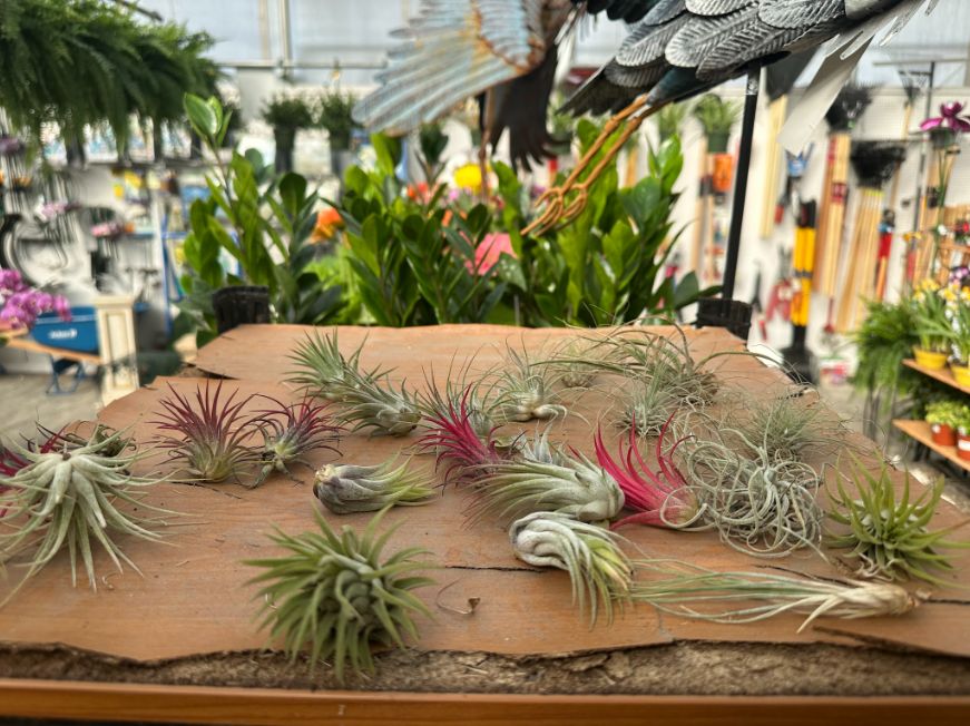 Air Plant, Size: Small