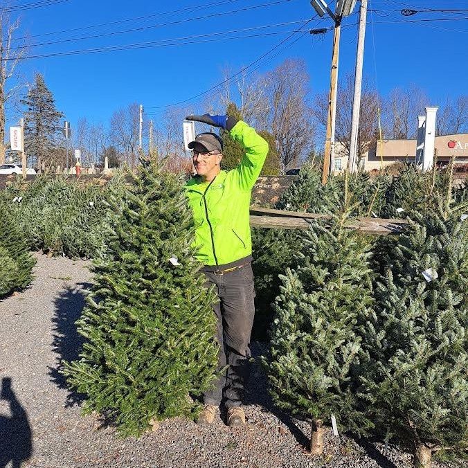 Christmas Trees, Size: 5-6, Variety: Fraser