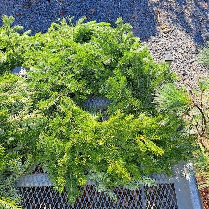 Undecorated Holiday Wreaths, Size: 12"