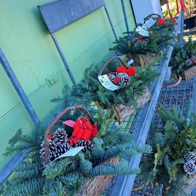 Holiday Planter, Variety: Cedar Log Small