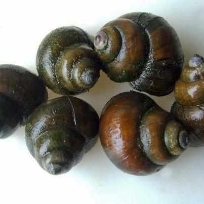 Trapdoor Snails