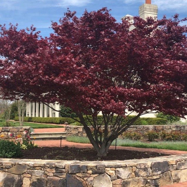 Japanese Maples, Size: #5, Variety: Bloodgood
