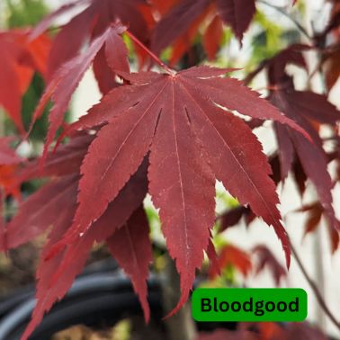 Japanese Maples, Size: #5, Variety: Bloodgood