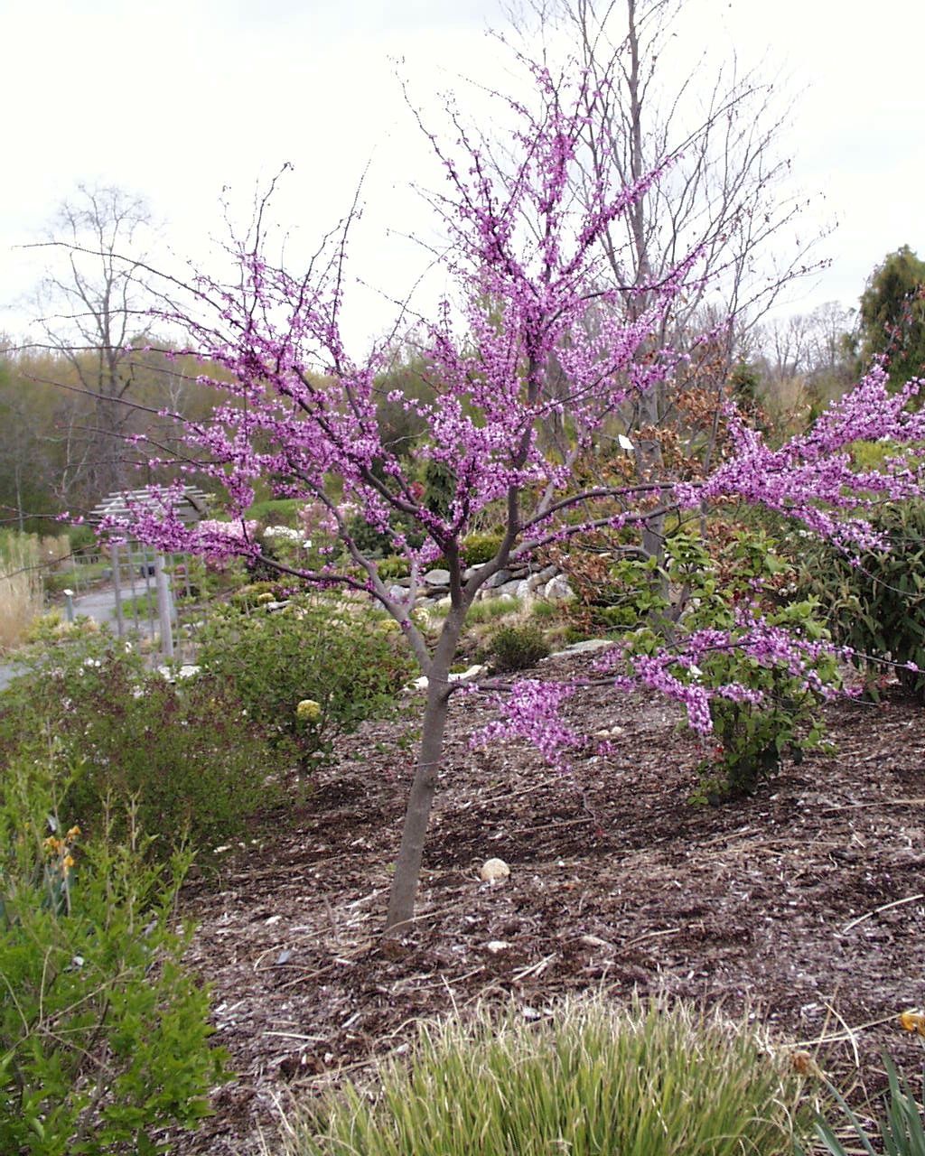 Redbud Trees