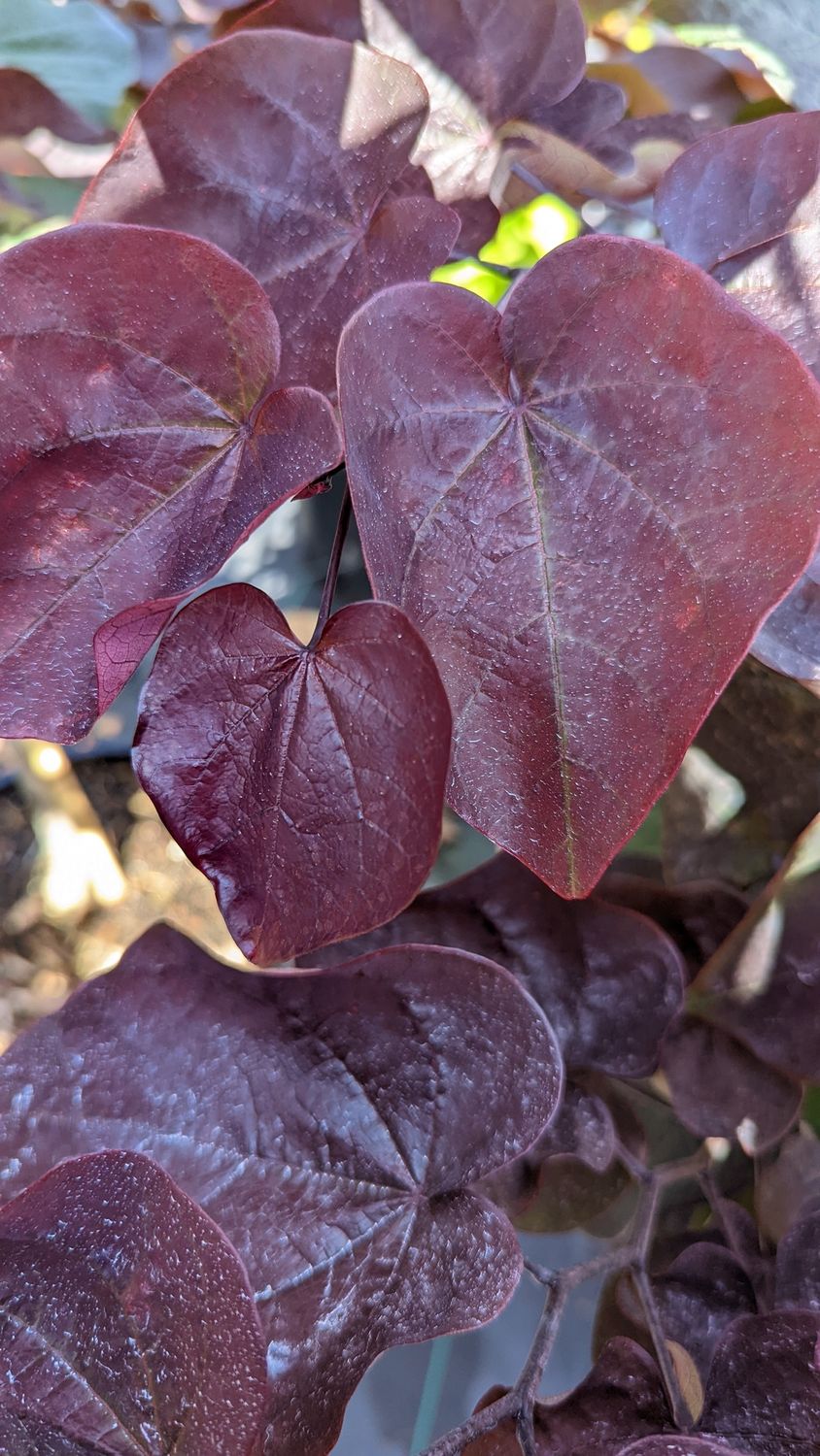 Redbud Trees, Size: #7, Variety: Black Pearl