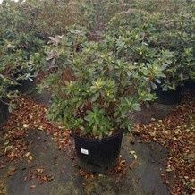 Azaleas