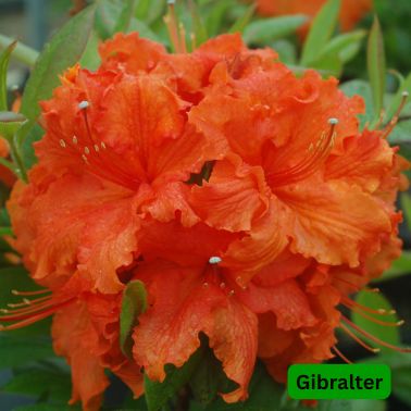 Azaleas, Size: #2, Variety: Gibraltar
