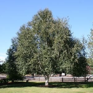 Birch Trees