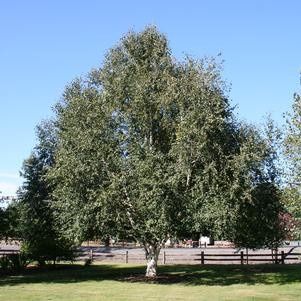 Birch Trees, Size: #15, Variety: Jacquemontii White Bark Himalayan