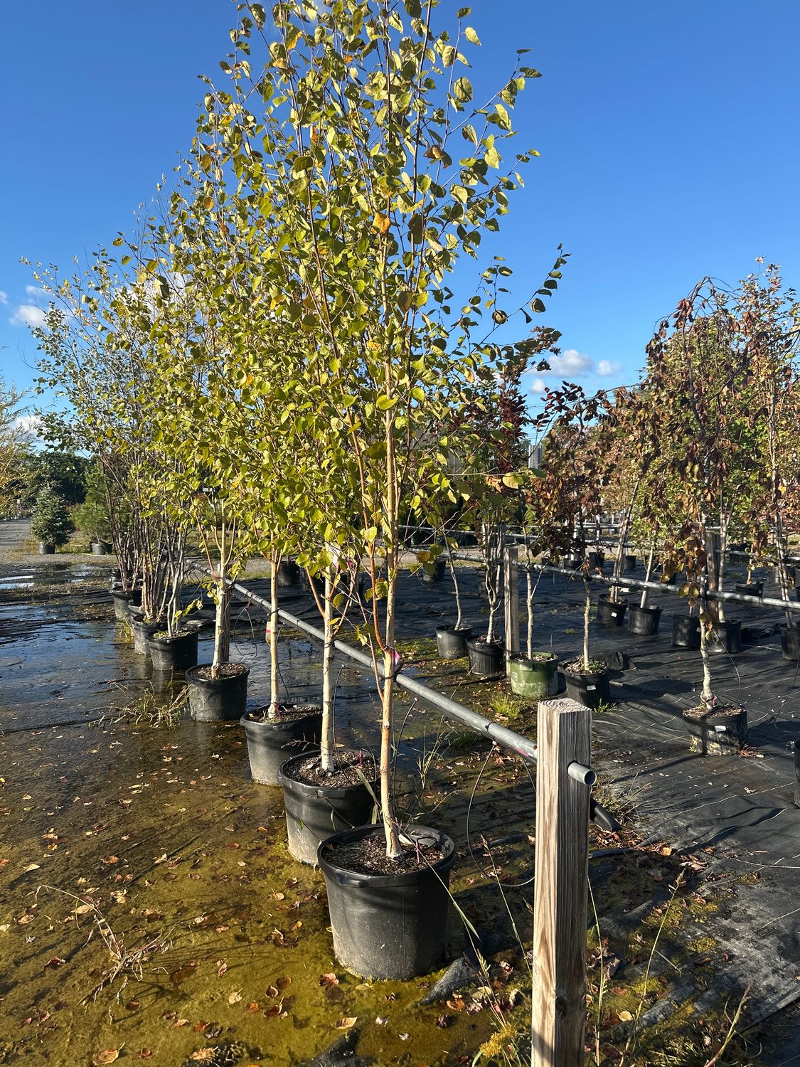 Birch Trees
